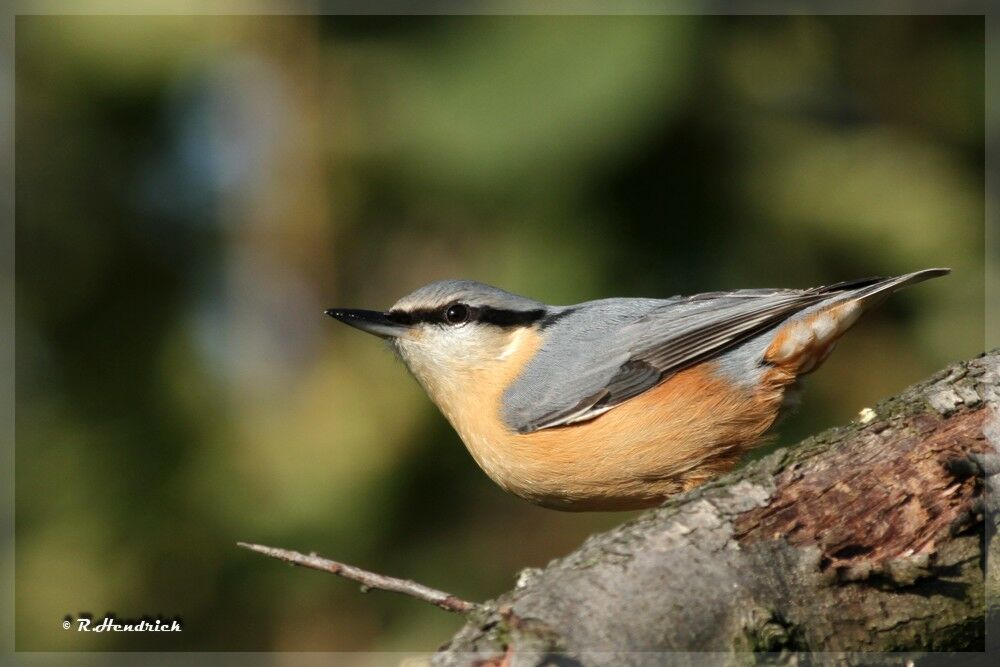 Eurasian Nuthatch