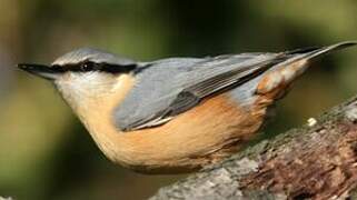 Eurasian Nuthatch