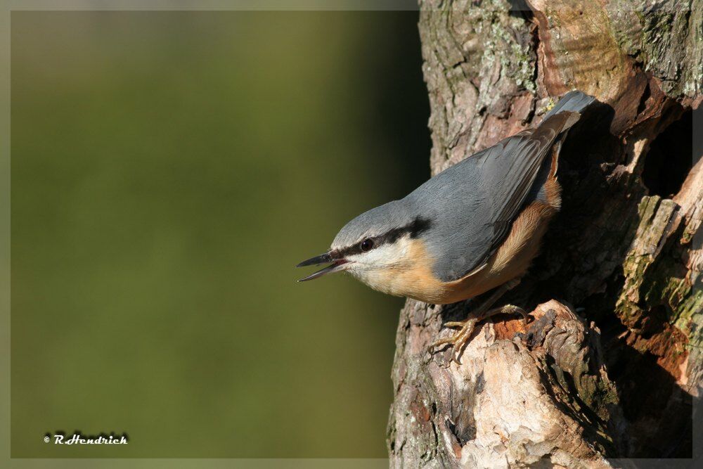 Eurasian Nuthatch