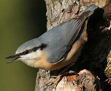 Eurasian Nuthatch