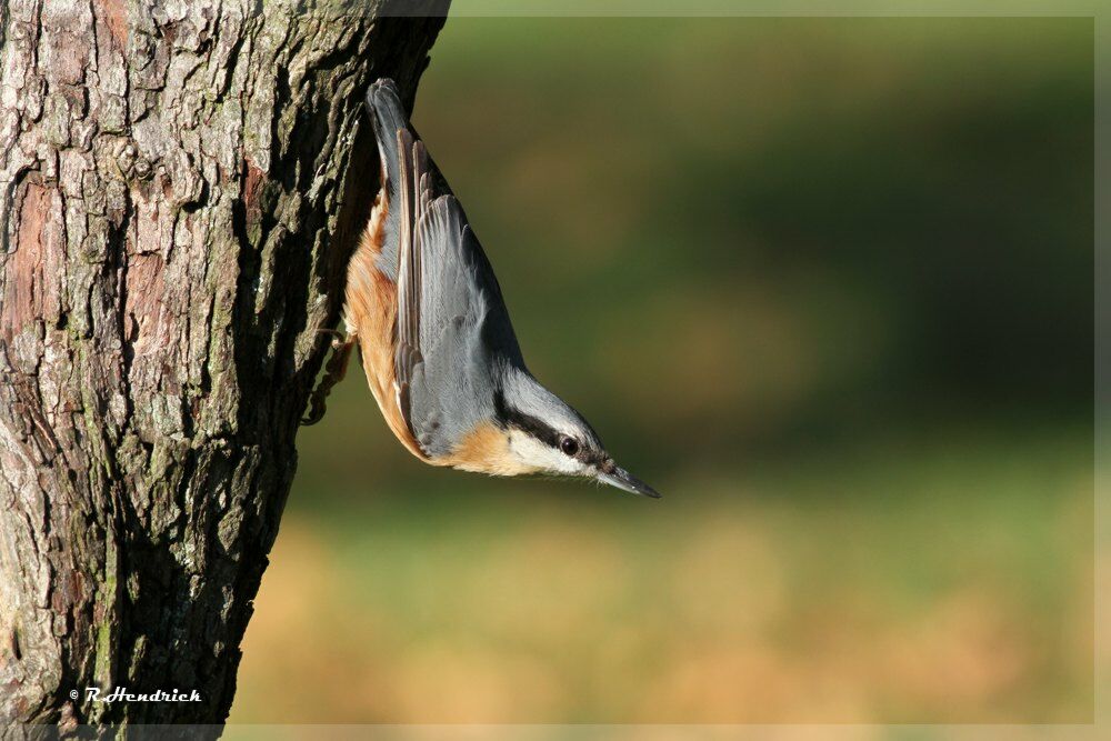 Eurasian Nuthatch