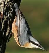 Eurasian Nuthatch