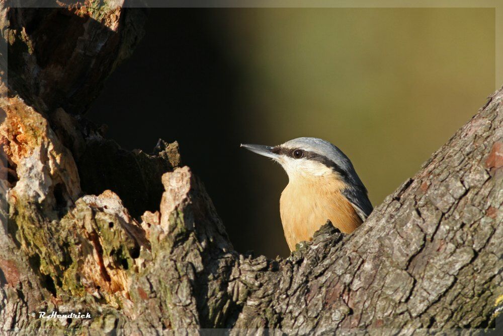 Eurasian Nuthatch