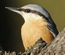 Eurasian Nuthatch