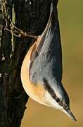 Eurasian Nuthatch