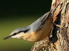 Eurasian Nuthatch