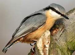 Eurasian Nuthatch