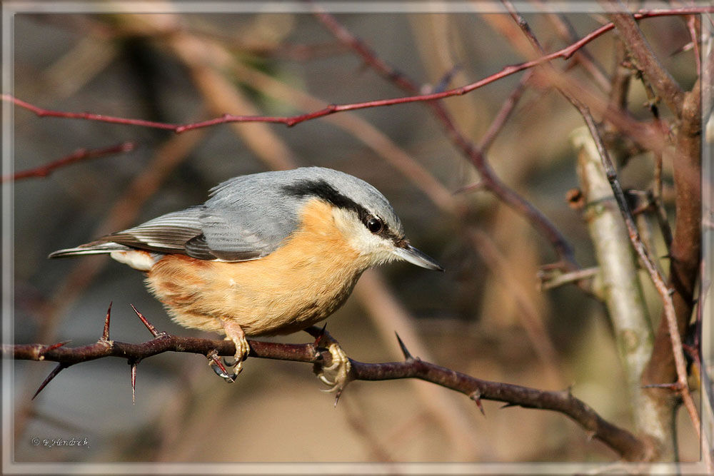 Eurasian Nuthatch