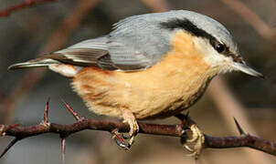 Eurasian Nuthatch