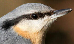 Eurasian Nuthatch