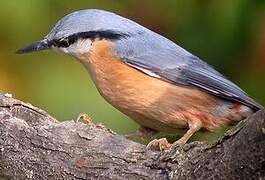 Eurasian Nuthatch