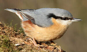 Eurasian Nuthatch