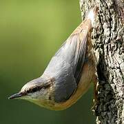 Eurasian Nuthatch