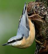 Eurasian Nuthatch