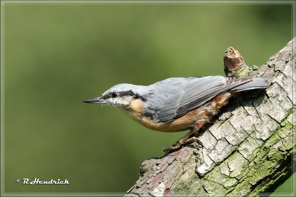 Eurasian Nuthatch