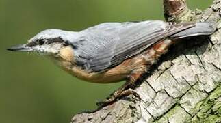 Eurasian Nuthatch