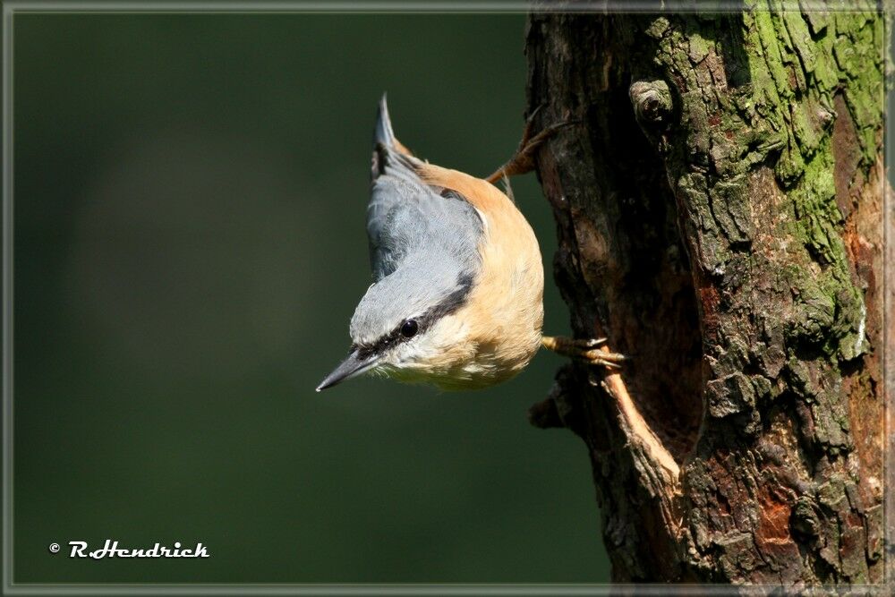 Eurasian Nuthatch