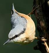 Eurasian Nuthatch