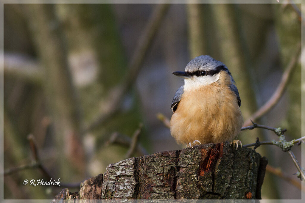 Eurasian Nuthatch