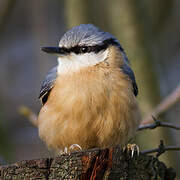 Eurasian Nuthatch