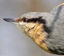 Eurasian Nuthatch