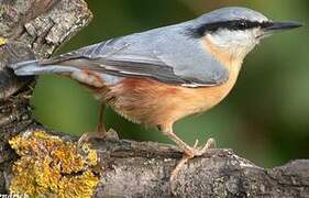 Eurasian Nuthatch