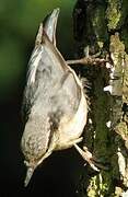 Eurasian Nuthatch