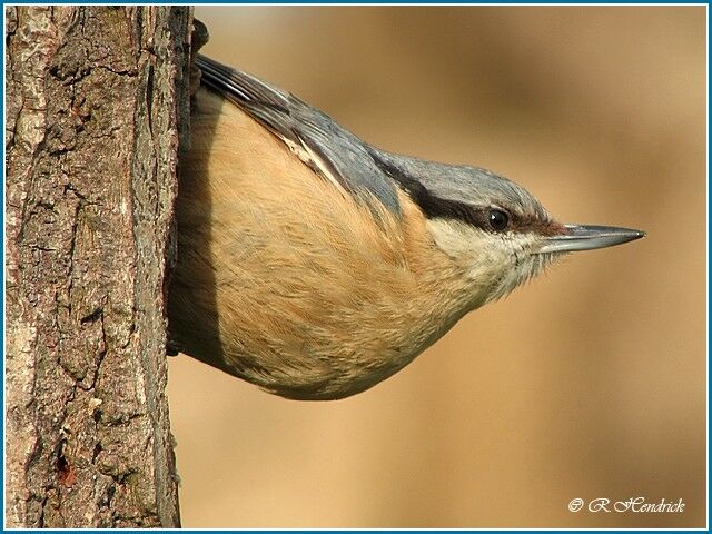 Eurasian Nuthatch