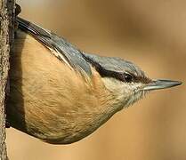 Eurasian Nuthatch