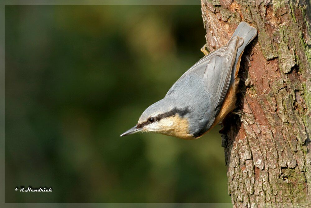 Eurasian Nuthatch