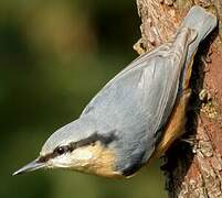 Eurasian Nuthatch