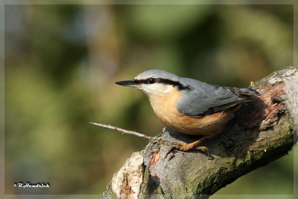 Eurasian Nuthatch