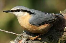 Eurasian Nuthatch