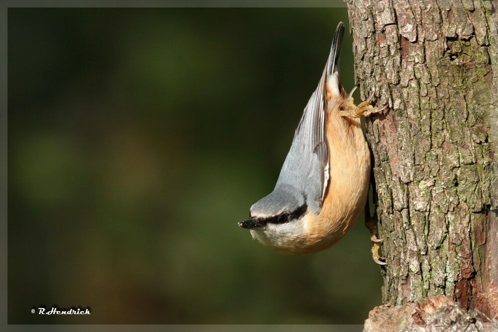 Eurasian Nuthatch