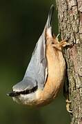 Eurasian Nuthatch