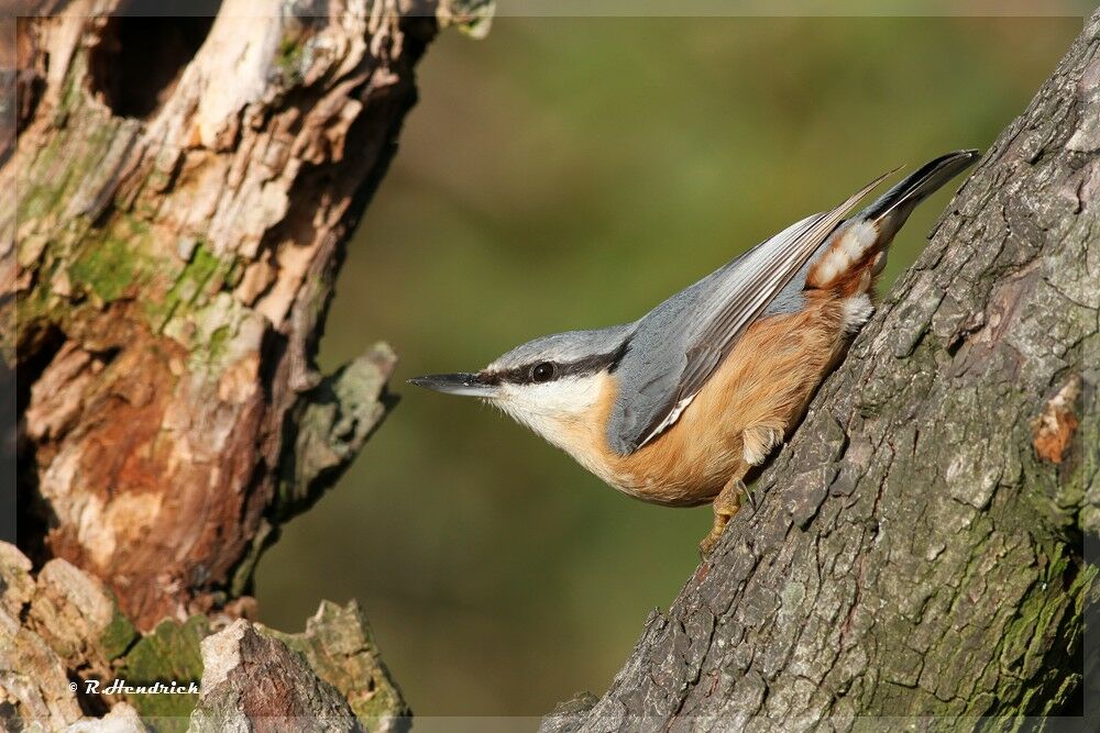 Eurasian Nuthatch