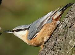 Eurasian Nuthatch