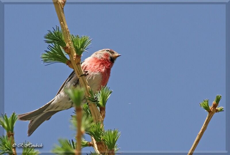 Common Redpoll