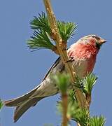 Common Redpoll