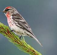 Common Redpoll