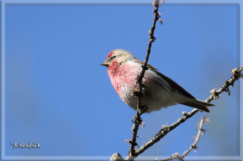 Common Redpoll