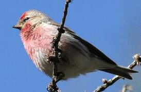 Common Redpoll