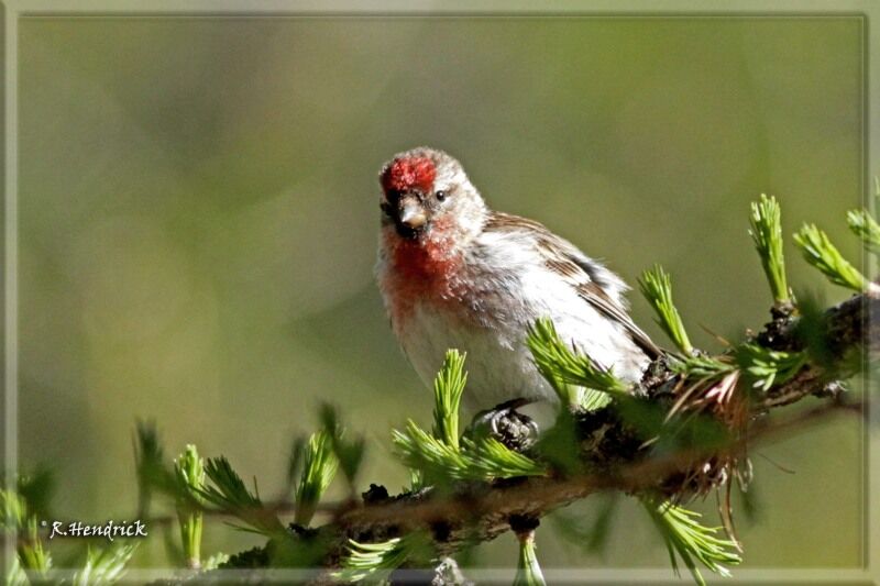 Common Redpoll