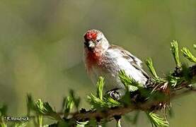 Common Redpoll