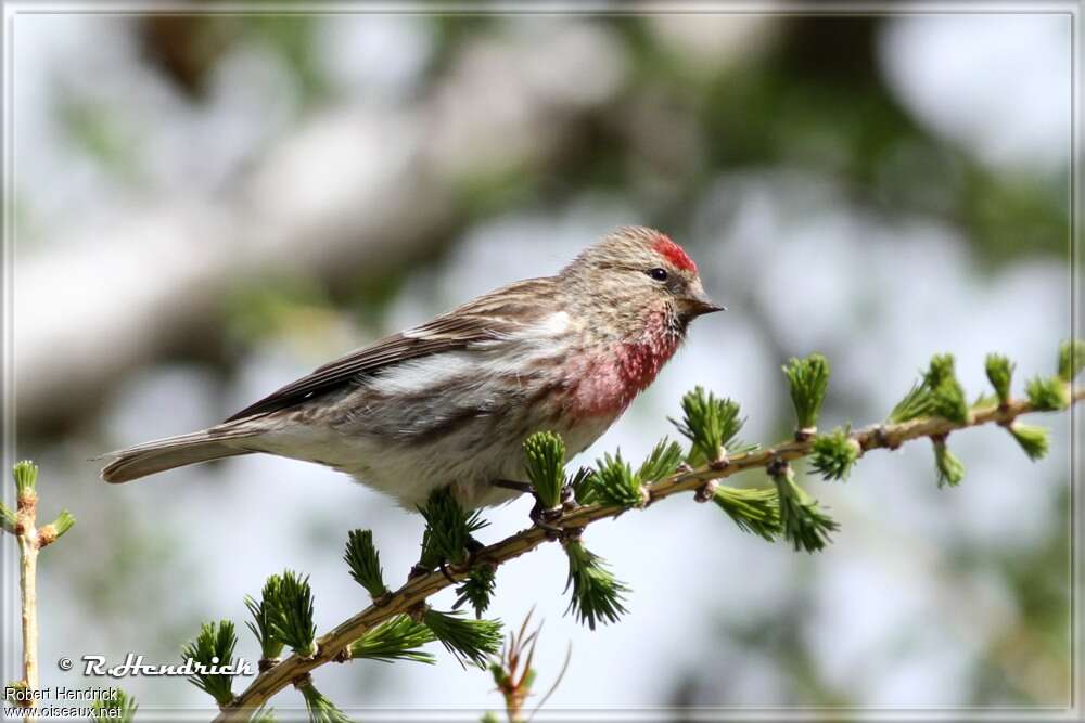 Redpoll male adult post breeding, identification
