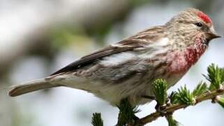 Common Redpoll