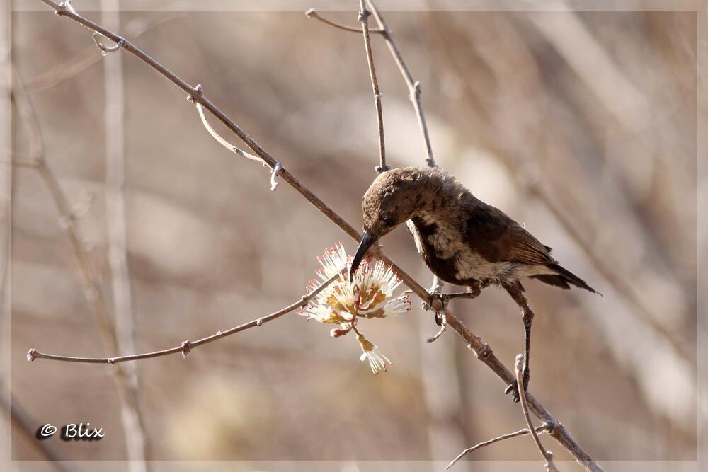 Dusky Sunbird