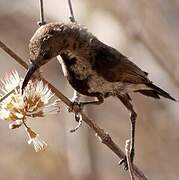 Dusky Sunbird