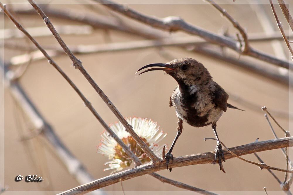 Dusky Sunbird