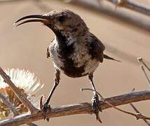 Dusky Sunbird